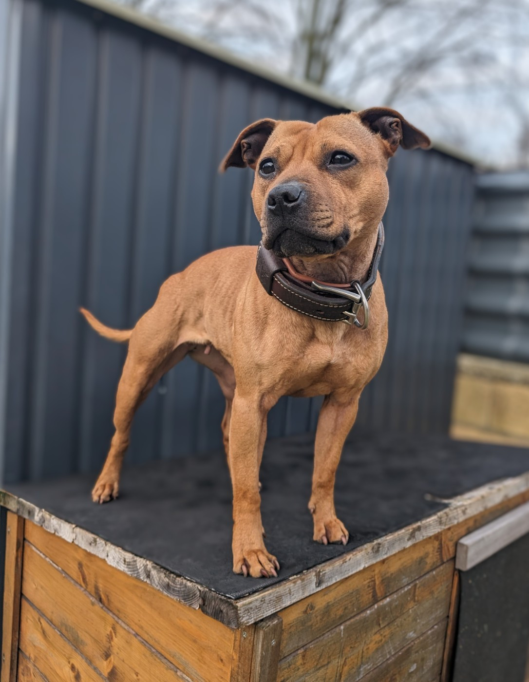 Color'inca Project  O'Kelly