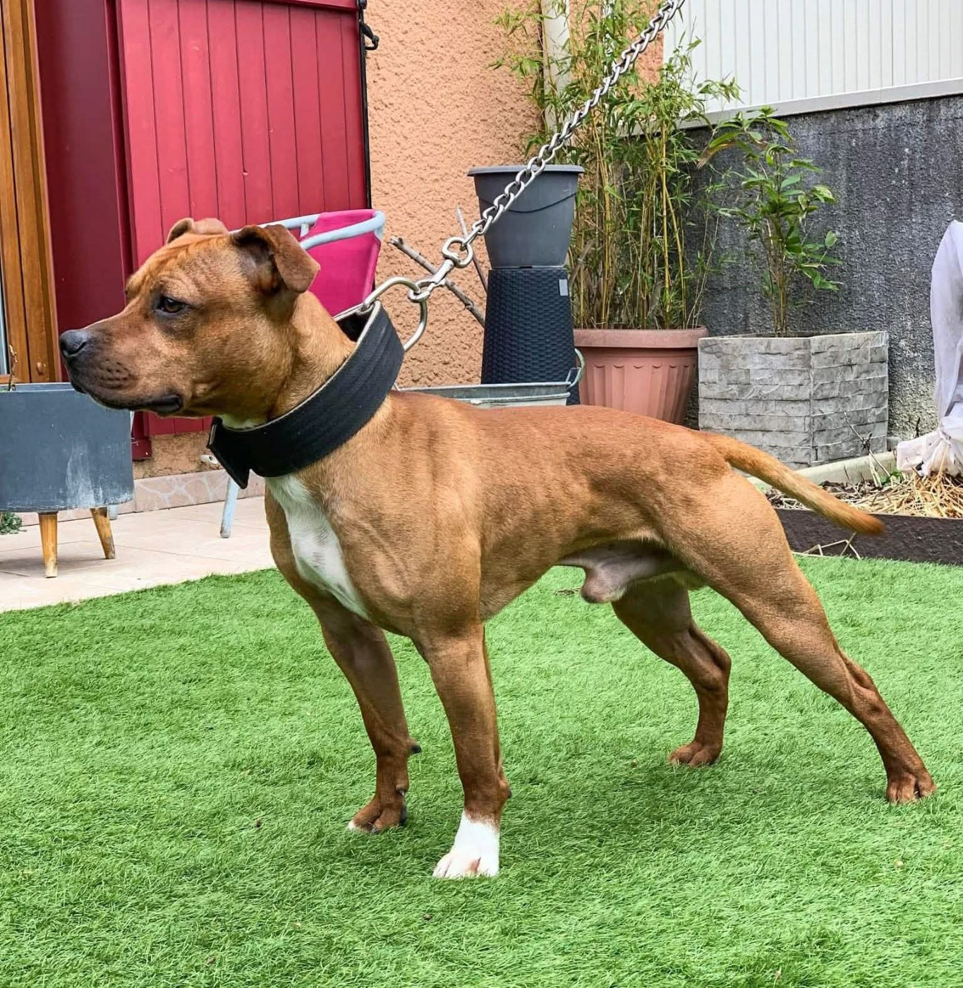 T'Floky of Knightwood Oak