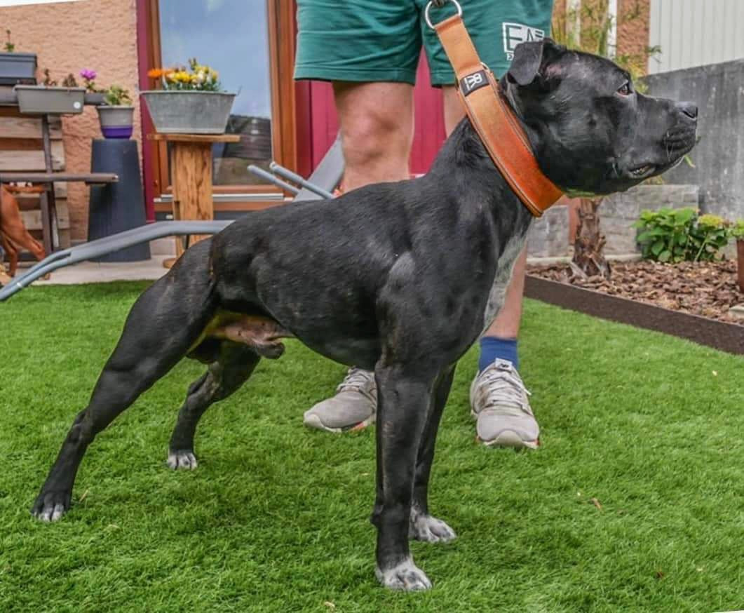 Rocky los guardas espaldas