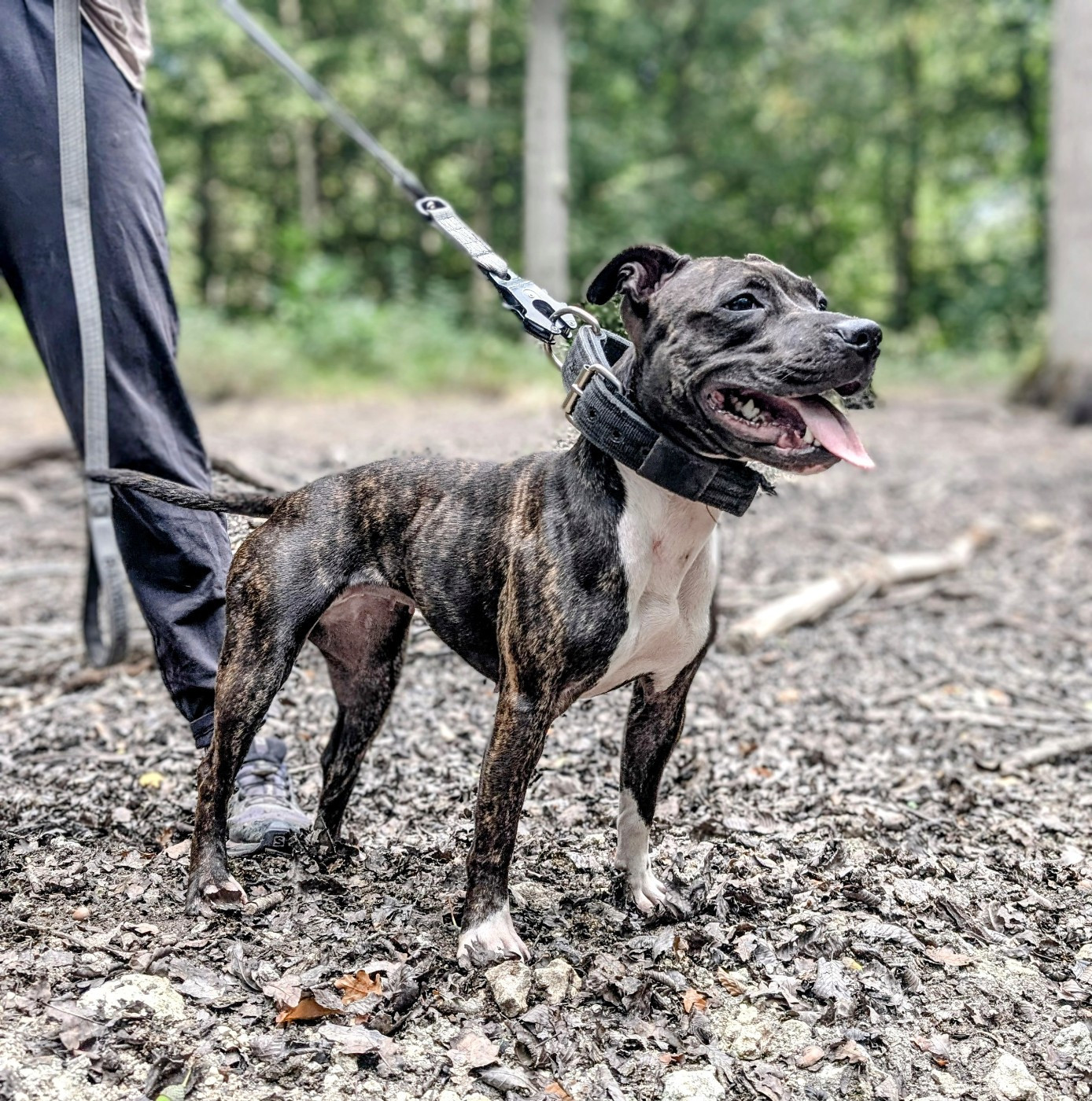 Knightwood oak Crystal