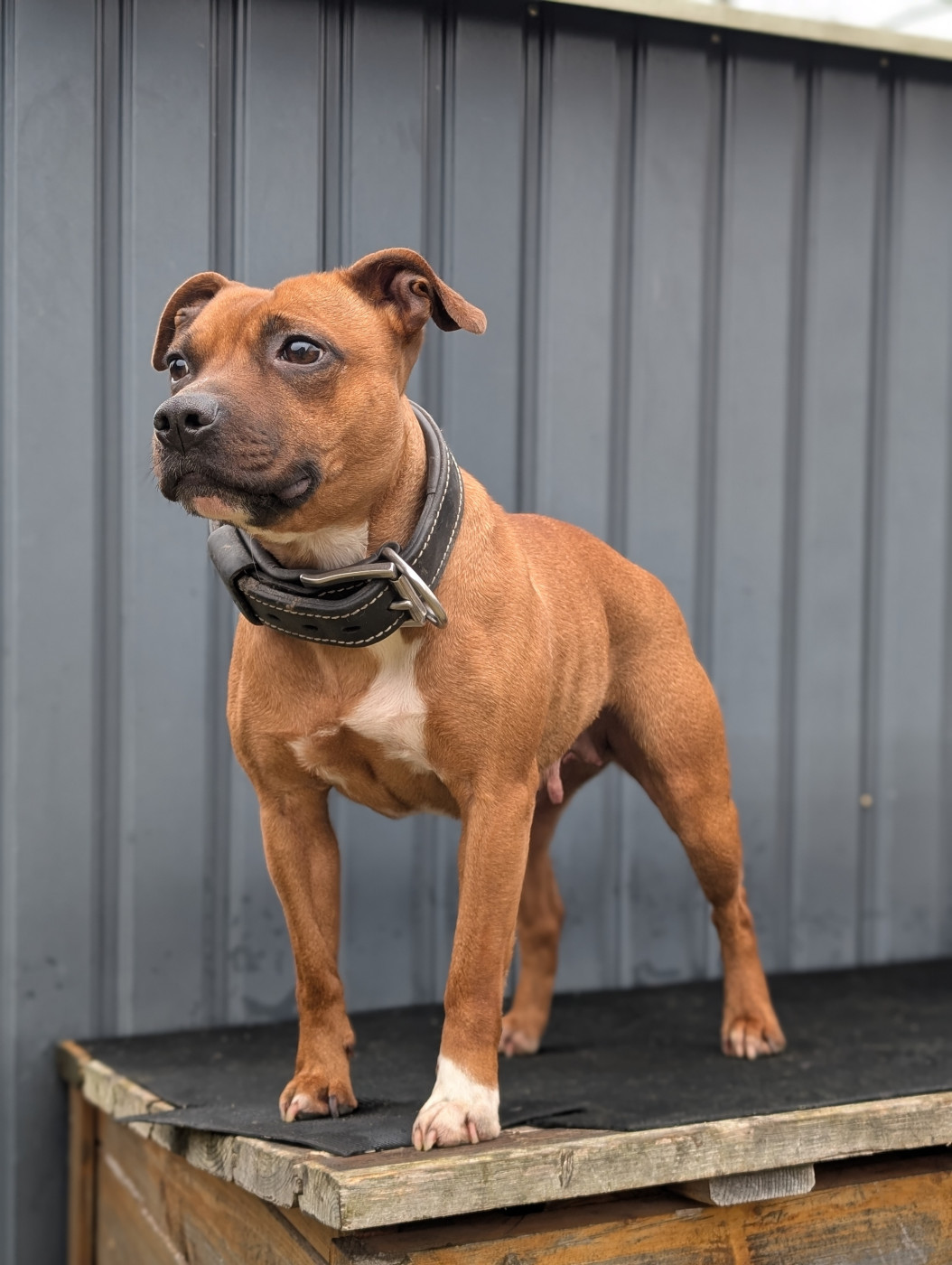 Knightwood oak blanka Blanka