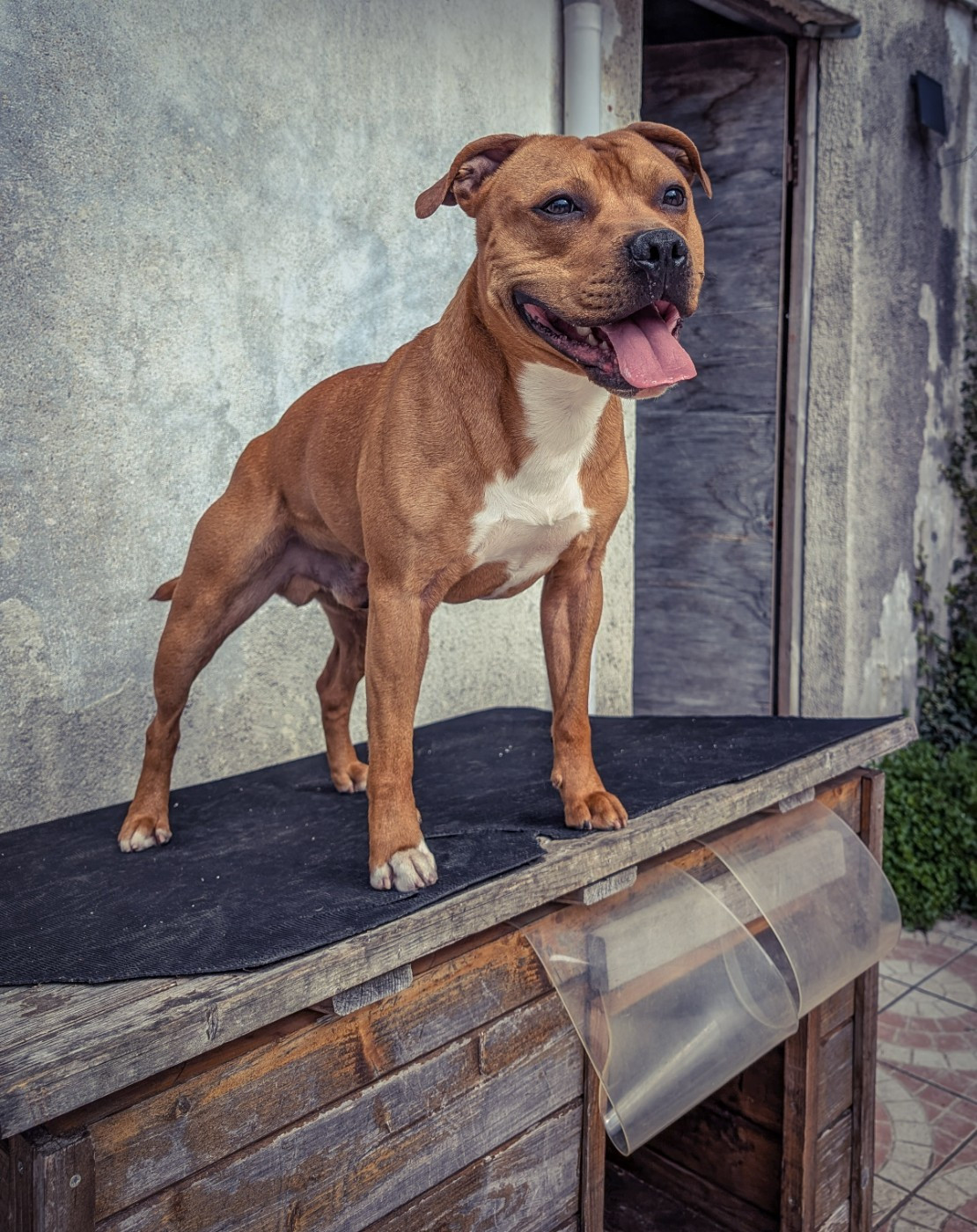 Akira Knightwood oak Akira