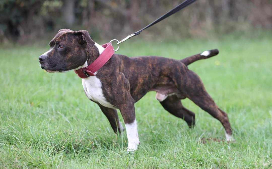 Sancho los guardas espaldas